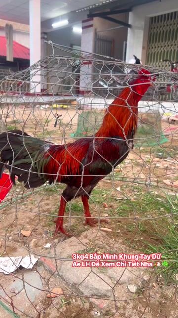 Gà Điều xanh 3.4kg. Mua bán Gà tại Thành phố Sa Đéc Đồng Tháp được đăng bởi Nguyễn Quốc Duy hình 1
