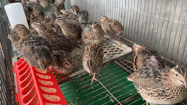Chim cút cả trống và mái khỏe mạnh. Mua bán Thú cưng khác tại Huyện Duyên Hải Trà Vinh được đăng bởi Minh hình 1