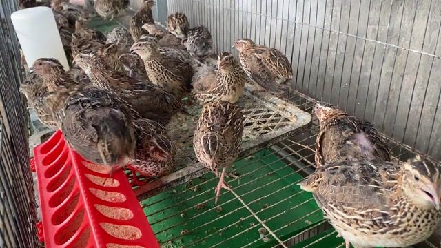 Chim cút cả trống và mái khỏe mạnh. Mua bán Thú cưng khác tại Huyện Duyên Hải Trà Vinh được đăng bởi Minh hình 1