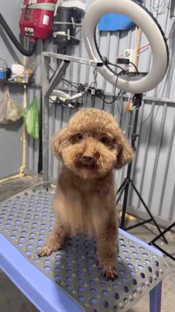 Chó Poodle nhiều màu. Mua bán Chó tại Thị xã Tân Uyên Bình Dương được đăng bởi tùng  hình 1