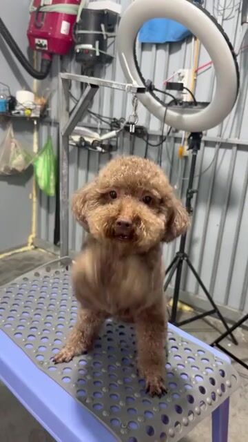 Chó Poodle nhiều màu. Mua bán Chó tại Thị xã Tân Uyên Bình Dương được đăng bởi tùng  hình 1