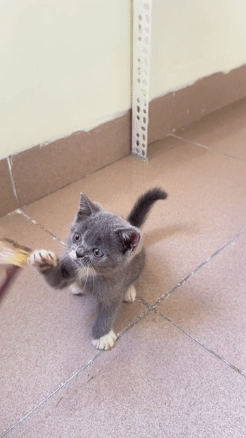 Mèo Bicolor mặt xinh 4 chân tất trắng, yếm trắng. Mua bán Mèo tại Quận Cẩm Lệ Đà Nẵng được đăng bởi Miu miu hình 1