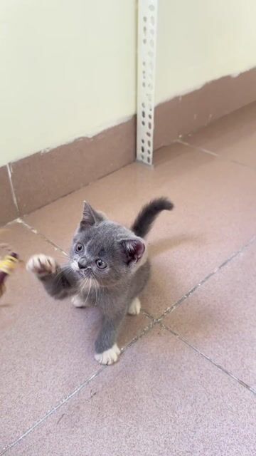 Mèo Bicolor mặt xinh 4 chân tất trắng, yếm trắng. Mua bán Mèo tại Quận Cẩm Lệ Đà Nẵng được đăng bởi Miu miu hình 1
