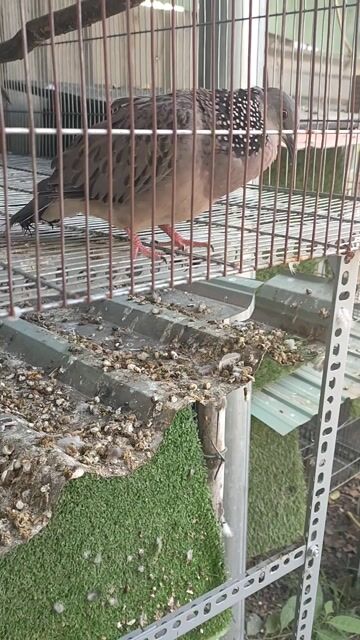 Chim cu gáy mái Giọng đồng son. Mua bán Chim tại Thành phố Thuận An Bình Dương được đăng bởi Nhan Nguyen hình 1