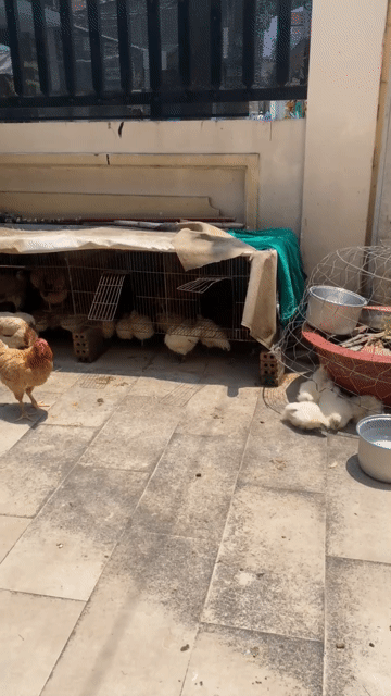 Gà ác màu trắng. Mua bán Gà tại Thành phố Thủ Đức Tp Hồ Chí Minh được đăng bởi Thành hình 1