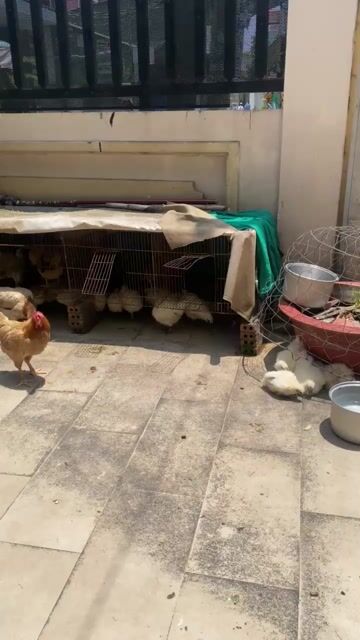 Gà ác màu trắng. Mua bán Gà tại Thành phố Thủ Đức Tp Hồ Chí Minh được đăng bởi Thành hình 1