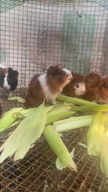 Bọ ú nhiều màu. Mua bán Thú cưng khác tại Huyện Cần Giuộc Long An được đăng bởi Hào hình 1