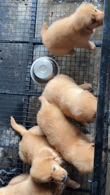 Chó Golden Retriever con vàng đã tiêm. Mua bán Chó tại Huyện Bình Chánh Tp Hồ Chí Minh được đăng bởi Ken péthop hình 1