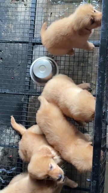 Chó Golden Retriever con vàng đã tiêm. Mua bán Chó tại Huyện Bình Chánh Tp Hồ Chí Minh được đăng bởi Ken péthop hình 1