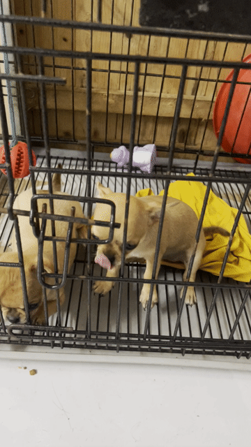 Chó Chihuahua cái 2 tháng đã tiêm. Mua bán Chó tại Quận Ninh Kiều Cần Thơ được đăng bởi Changtrajlangtu HD hình 1