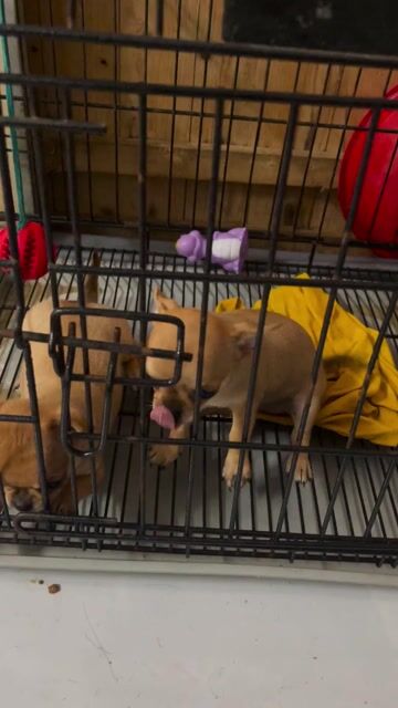 Chó Chihuahua cái 2 tháng đã tiêm. Mua bán Chó tại Quận Ninh Kiều Cần Thơ được đăng bởi Changtrajlangtu HD hình 1