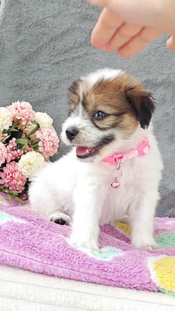 Gái Nhật F đáng yêu chào sen ạ🥰🥰🥰🐾🐾. Mua bán Chó tại Huyện Hóc Môn Tp Hồ Chí Minh được đăng bởi Smile Pet hình 1