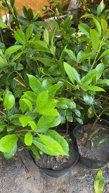 cây chè dung -chè hoa sói -dùng lá tốt cho SK. Mua bán Cây cảnh, đồ trang trí tại Quận Sơn Trà Đà Nẵng được đăng bởi Dược liệu  Hoàng Gia Sơn Trà hình 1