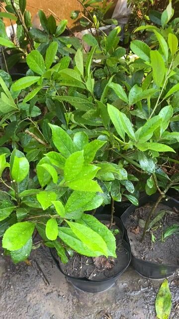 cây chè dung -chè hoa sói -dùng lá tốt cho SK. Mua bán Cây cảnh, đồ trang trí tại Quận Sơn Trà Đà Nẵng được đăng bởi Dược liệu  Hoàng Gia Sơn Trà hình 1