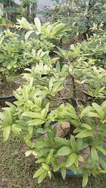 Cây cảnh Mai ghép Cúc thọ hương Bonsai. Mua bán Cây cảnh, đồ trang trí tại Huyện Chợ Lách Bến Tre được đăng bởi Kỳ  hình 1