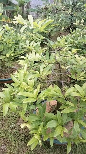 Cây cảnh Mai ghép Cúc thọ hương Bonsai. Mua bán Cây cảnh, đồ trang trí tại Huyện Chợ Lách Bến Tre được đăng bởi Kỳ  hình 1