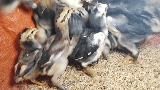 Gà chọi giống Đa sắc Gà con. Mua bán Gà tại Huyện Đông Sơn Thanh Hóa được đăng bởi Gà Đòn Đông Lĩnh hình 1