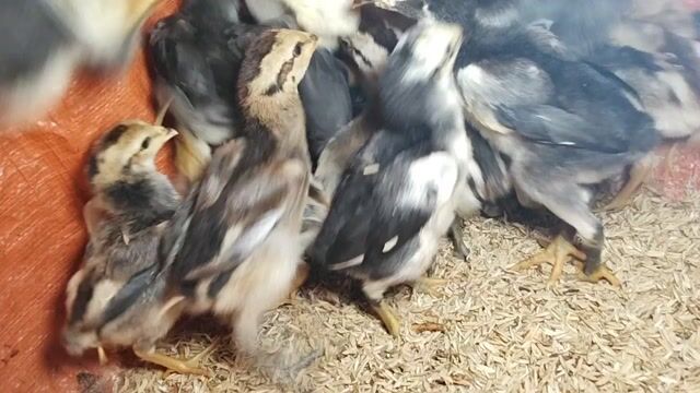 Gà chọi giống Đa sắc Gà con. Mua bán Gà tại Huyện Đông Sơn Thanh Hóa được đăng bởi Gà Đòn Đông Lĩnh hình 1