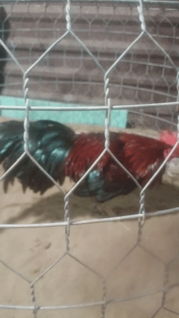 Gà chọi Đen Đỏ Đực. Mua bán Gà tại Huyện Phụng Hiệp Hậu Giang được đăng bởi Khôi nguyên  hình 1