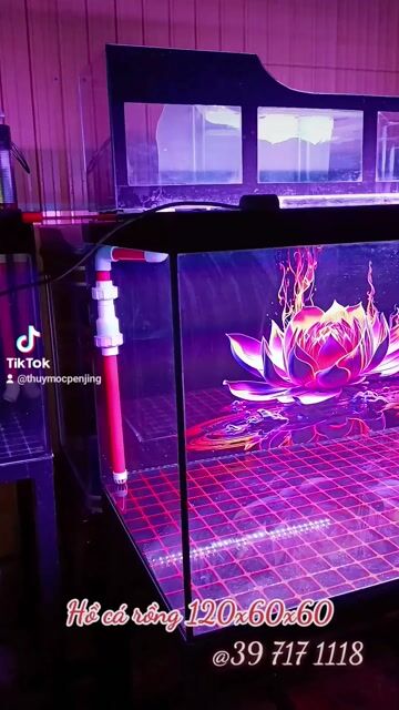 Hồ cá cảnh 120x60x60cm 8mm. Mua bán Phụ kiện, Thức ăn, Dịch vụ tại Thị xã Phú Mỹ Bà Rịa - Vũng Tàu được đăng bởi Pets  hình 1