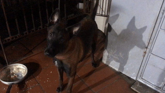 Chó Malinois Nâu đen. Mua bán Chó tại Quận Hoàng Mai Hà Nội được đăng bởi Kimmy hình 1