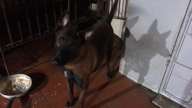 Chó Malinois Nâu đen. Mua bán Chó tại Quận Hoàng Mai Hà Nội được đăng bởi Kimmy hình 1