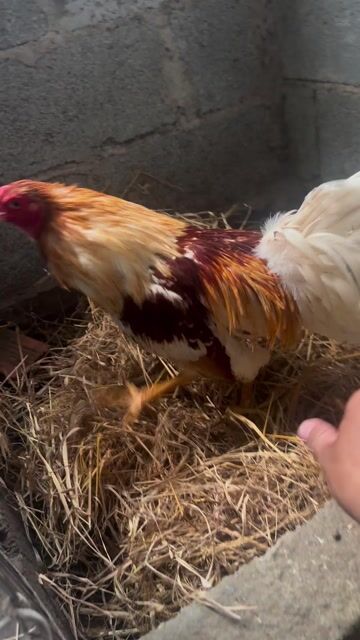 Gà Nâu trắng Đực 1.5kg. Mua bán Gà tại Huyện Cần Đước Long An được đăng bởi Trung Vinh hình 1
