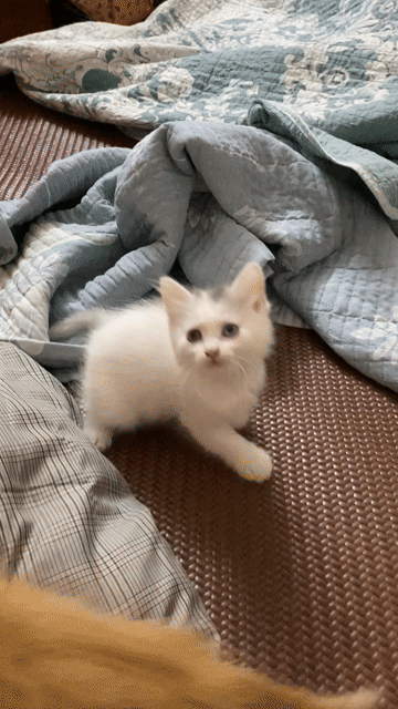 Mèo Anh lông trắng 2.5 tháng 2 màu mắt hiếm 😍. Mua bán Mèo tại Quận Bắc Từ Liêm Hà Nội được đăng bởi Nguyễn hương  hình 1