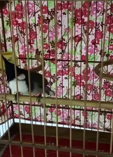 Chim chào mào. Mua bán Chim tại Thành phố Tây Ninh Tây Ninh được đăng bởi bắp rang bơ hình 1