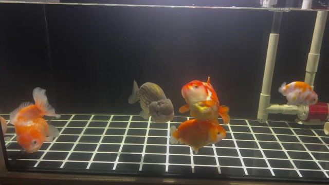 Trừ bớt 2 em oranda size 4,5 ngón. Mua bán Thú cưng khác tại Thành phố Thuận An Bình Dương được đăng bởi trần đăng hình 1
