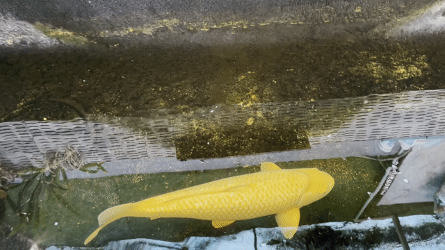 Cá Koi Girin Vàng 65cm. Mua bán Thú cưng khác tại Thành phố Biên Hòa Đồng Nai được đăng bởi Van Phuc hình 1