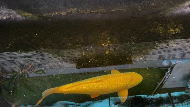 Cá Koi Girin Vàng 65cm. Mua bán Thú cưng khác tại Thành phố Biên Hòa Đồng Nai được đăng bởi Van Phuc hình 1