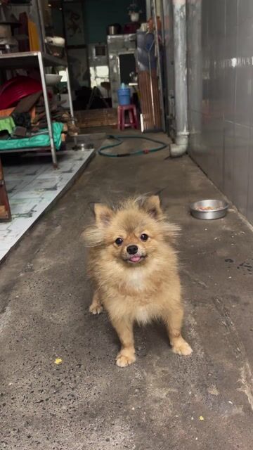 Chó Phốc Sóc nâu vàng đã tiêm 3 mũi. Mua bán Chó tại Thành phố Thủ Dầu Một Bình Dương được đăng bởi Hạ Quang Trực hình 1
