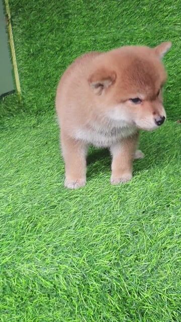 Chó Shiba đực màu Nâu vàng. Mua bán Chó tại Quận Hoàng Mai Hà Nội được đăng bởi PPKD hình 1