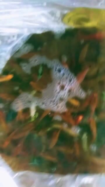 Thủy sinh tính kí, kí cỡ 1000 con. Mua bán Thú cưng khác tại Thành phố Đà Lạt Lâm Đồng được đăng bởi Nguyen Hoang  hình 1