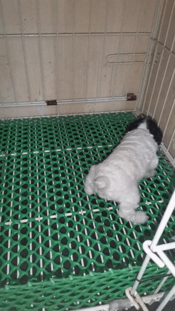  Poodle Tinycup sơ sinh . Mua bán Chó tại Thành phố Thủ Đức Tp Hồ Chí Minh được đăng bởi Poodle vũ  hình 1