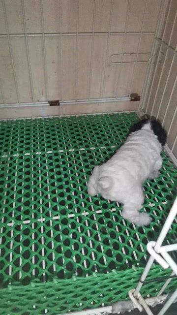  Poodle Tinycup sơ sinh . Mua bán Chó tại Thành phố Thủ Đức Tp Hồ Chí Minh được đăng bởi Poodle vũ  hình 1