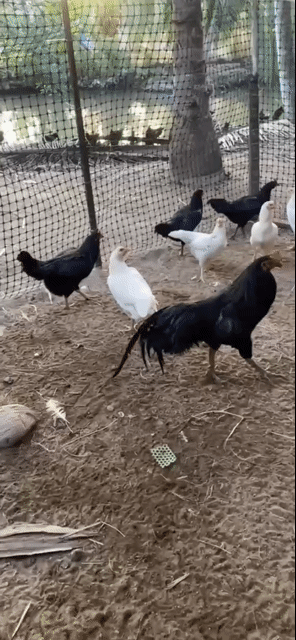 Gà mái Đen, Trắng Cái Mái tơ. Mua bán Gà tại Huyện Thạnh Phú Bến Tre được đăng bởi Minh hình 1