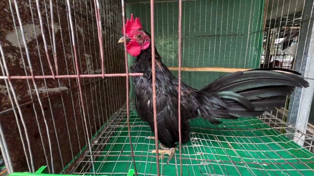 Gà tre bắc que. Mua bán Gà tại Huyện Cần Giuộc Long An được đăng bởi Gà tre bắc long an hình 1