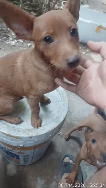 Chó Phốc hươu đực 5 tháng. Mua bán Chó tại Huyện Sóc Sơn Hà Nội được đăng bởi Phạm văn Dân hình 1