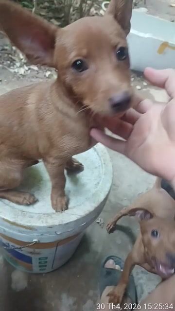Chó Phốc hươu đực 5 tháng. Mua bán Chó tại Huyện Sóc Sơn Hà Nội được đăng bởi Phạm văn Dân hình 1