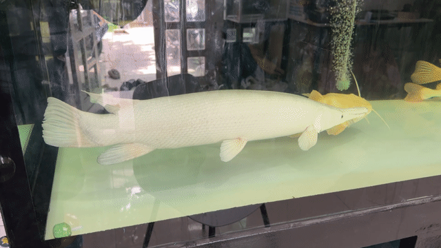 Cá sấu hoả tiễn platinum dài 72cm giá 19tr. Mua bán Thú cưng khác tại Quận Bình Thạnh Tp Hồ Chí Minh được đăng bởi Anh Linh hình 1