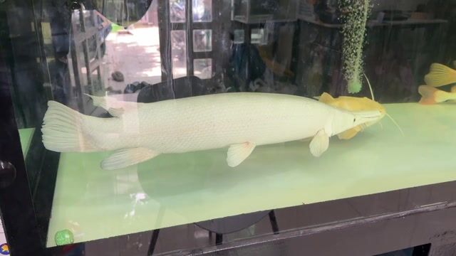 Cá sấu hoả tiễn platinum dài 72cm giá 19tr. Mua bán Thú cưng khác tại Quận Bình Thạnh Tp Hồ Chí Minh được đăng bởi Anh Linh hình 1