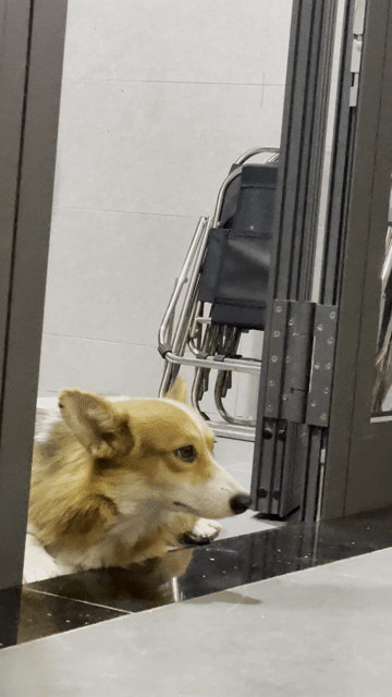Chó Corgi nâu trắng đen. Mua bán Chó tại Huyện Hòa Vang Đà Nẵng được đăng bởi Doan Duc hình 1
