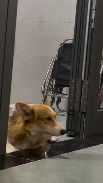 Chó Corgi nâu trắng đen. Mua bán Chó tại Huyện Hòa Vang Đà Nẵng được đăng bởi Doan Duc hình 1