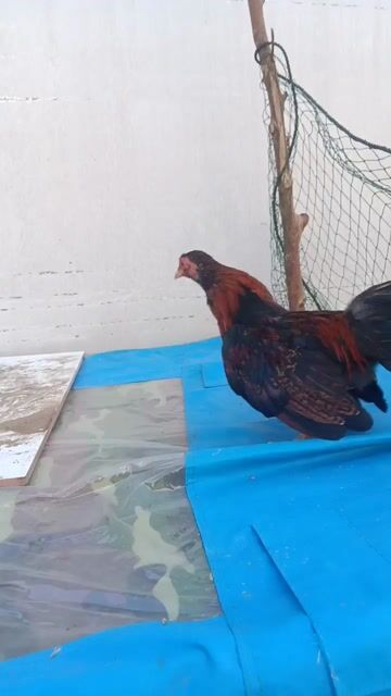 Gà trống màu Đen, Đỏ. Mua bán Gà tại Huyện Trần Đề Sóc Trăng được đăng bởi phan phát đạt hình 1