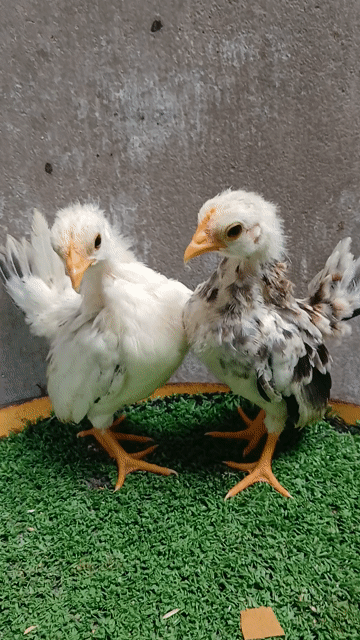 Gà Serama. Mua bán Gà tại Thành phố Trà Vinh Trà Vinh được đăng bởi Sơn hình 1