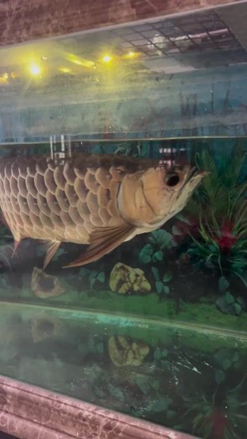 Minh ko co thoi gian nuoi. Mua bán Chó tại Huyện Long Thành Đồng Nai được đăng bởi Dang Nhan  hình 1