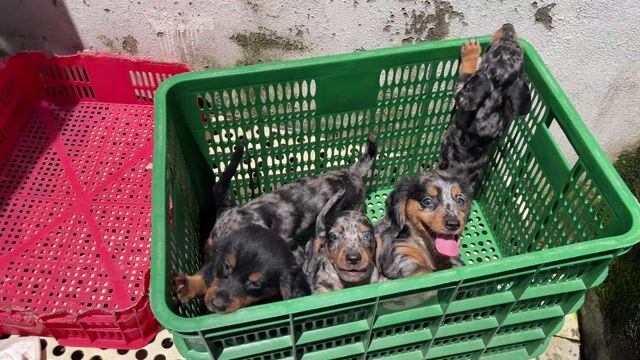Chó Lạp xưởng Đực Cái Đen Đốm Lông sát. Mua bán Chó tại Quận 12 Tp Hồ Chí Minh được đăng bởi Nguyễn Giàu hình 1