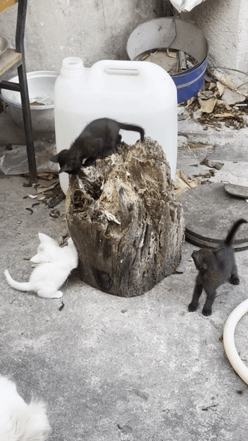 Mèo lai nhỏ 6 tuần tuổi. Mua bán Mèo tại Thành phố Biên Hòa Đồng Nai được đăng bởi Huong Hoang hình 1